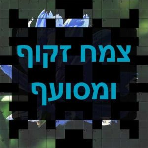 תשחצים-תשבצים צמח זקוף ומסועף תשחץ